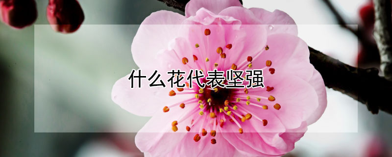 ʲôǿЩǿ