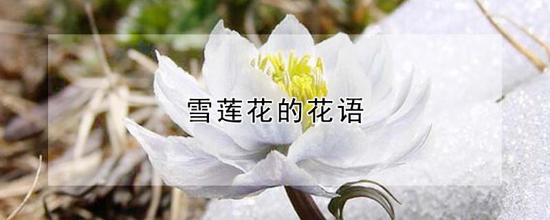 ѩĻѩʲôԢ⣩