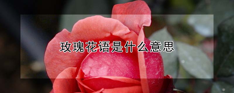 õ廨ʲô˼õʲô壿
