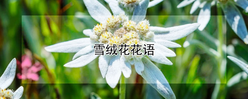 ѩ޻Ļѩ޻Ԣ