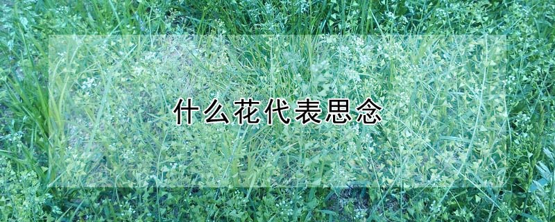 ʲô˼ʲôıﺬ壿