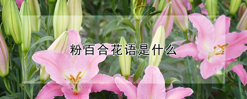 ۰ٺϻʲô۰ٺʲôԢ⣿