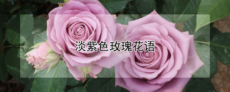 ɫõЩﺬ壿