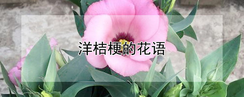 ۹Ļ۹ʲôԢ