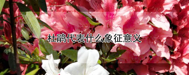 žʲô壿