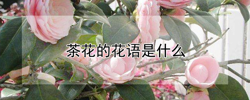 軨Ļʲô軨ʲôԢ⣩
