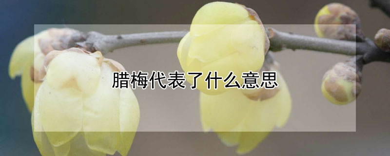 ÷ʲô˼÷Щ壿