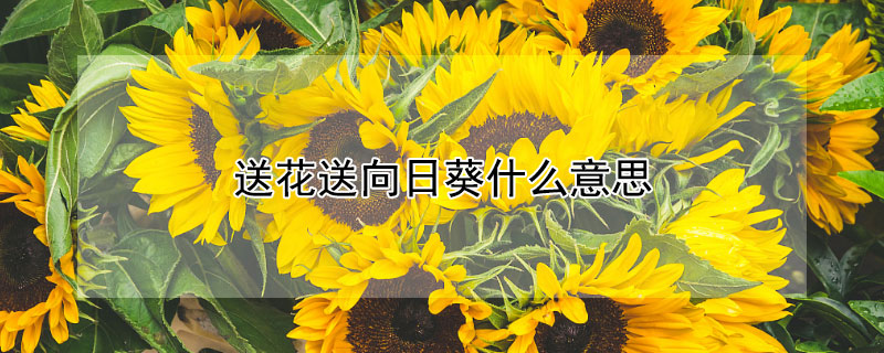 ͻտʲô˼ͻտЩ壿