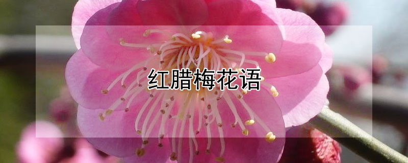 ÷÷Ԣʲô