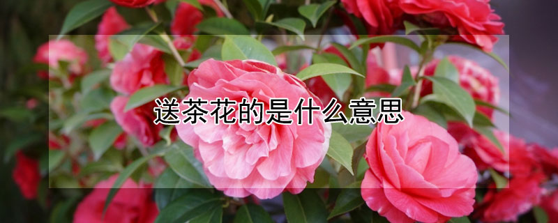 Ͳ軨ʲô˼Ͳ軨ЩԢ⣩