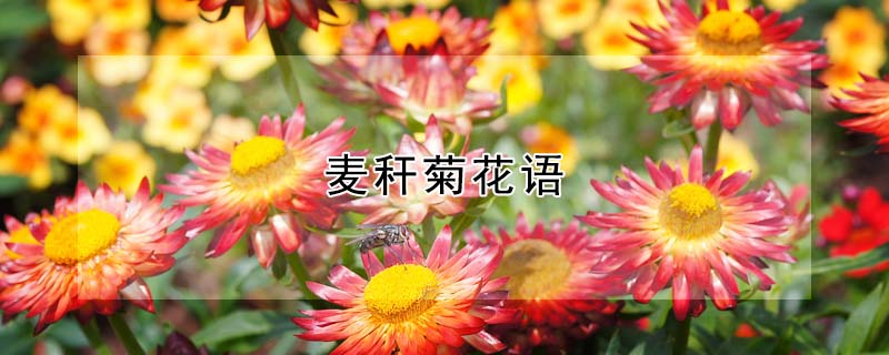 ѾջѾʲôԢ⣩