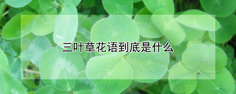 ҶݻﵽʲôҶЩԢ⣿