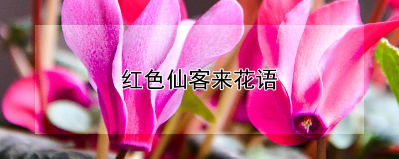 ɫɿ