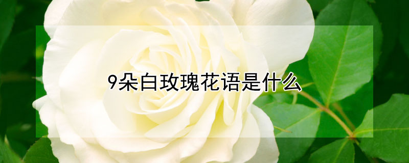 9õ廨ʲô9õЩ