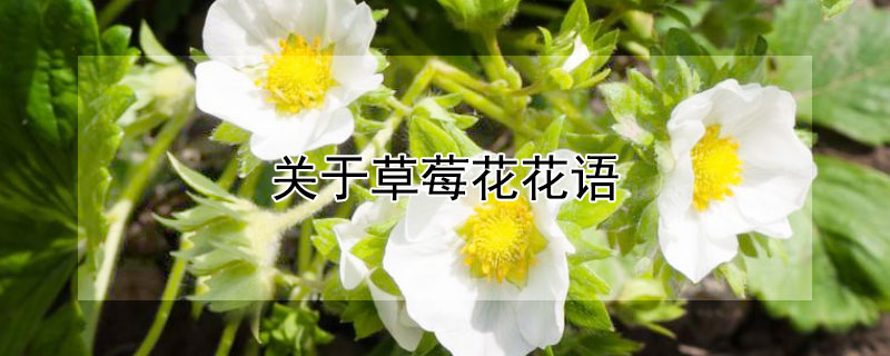 ڲݮݮЩԢ⣩