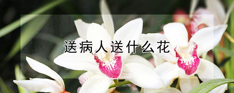 送病人送什么花（哪些花可以送病人）