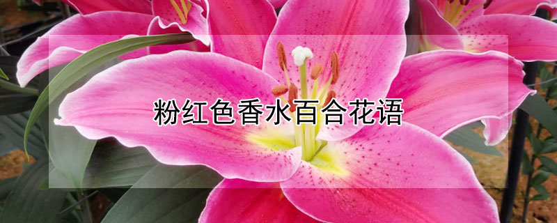 ۺɫˮٺϻʲôۺɫˮٺϵԢ