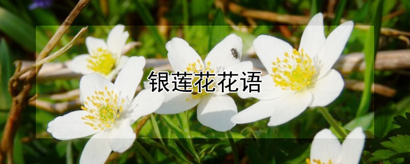 ЩԢ⣿