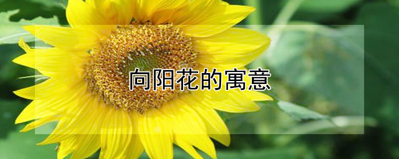 Ԣ⣨ʲô壩