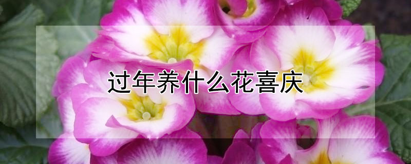 ʲôϲ
