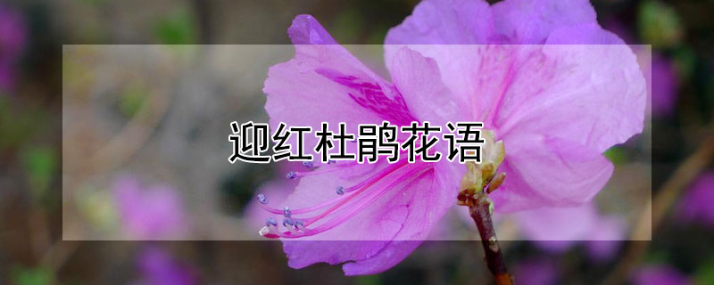 ӭž黨ﺬʲô