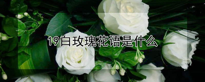 19õ廨ʲôʲôԢ⣿