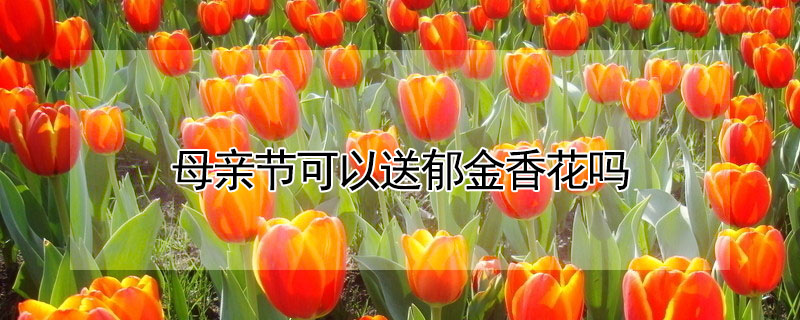 ĸ׽ڿ㻨ʲôԢ⣿