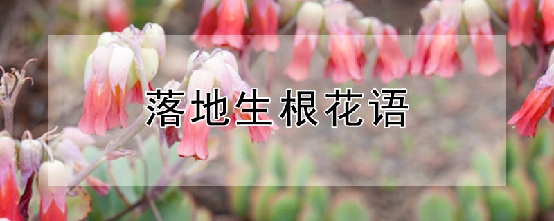 ĻԢʲô