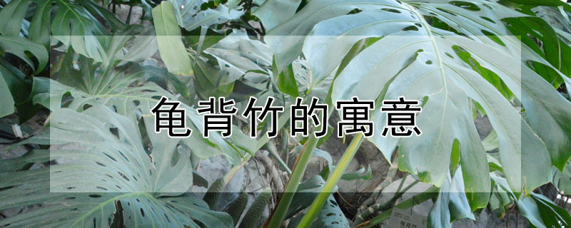 걳Ԣʲô͸ʲôˣ