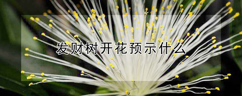 Ԥʾʲôʲô