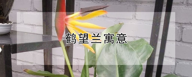 Ԣ⣬ʲô壿