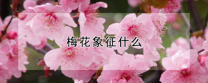 ÷ʲô壿