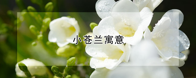 СԢ⣬СЩ壿