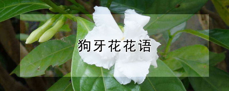 ʲô壿