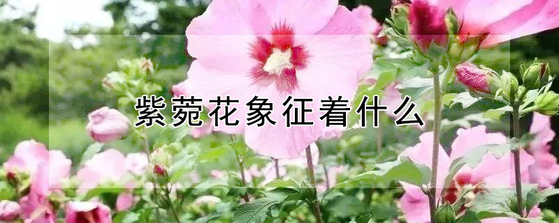 һʲôԷЩ壿