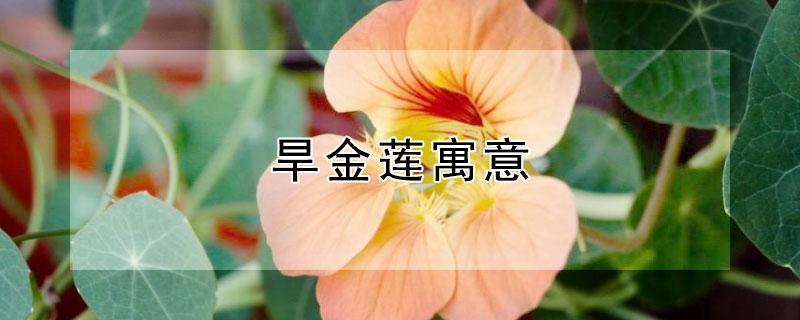 Ԣ⣨ʲô壩