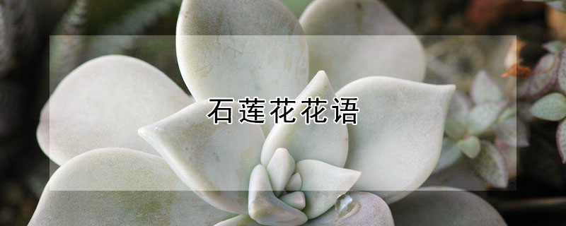 ʯʯʲô壿