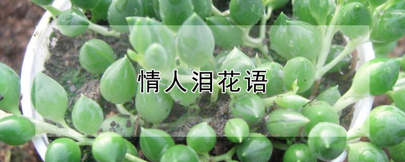 Ứʲô˼ʲô壿