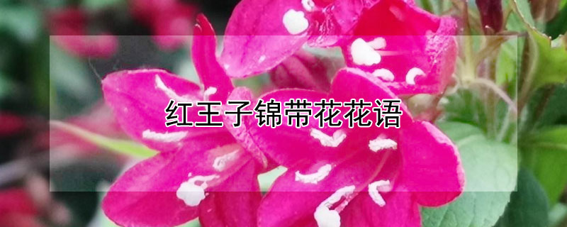 ӽʲô壿
