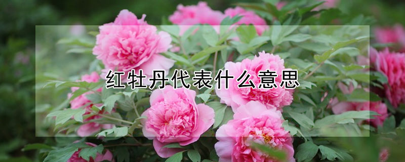 ĵʲô˼ĵĻʲô