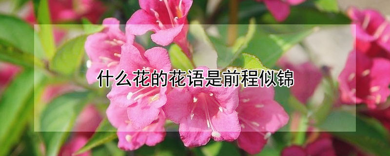 ʲôĻǰƽ˼ǰƽĻЩ