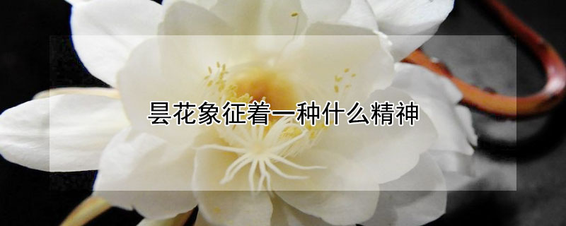 꼻һʲô񣿣꼻Ԣ