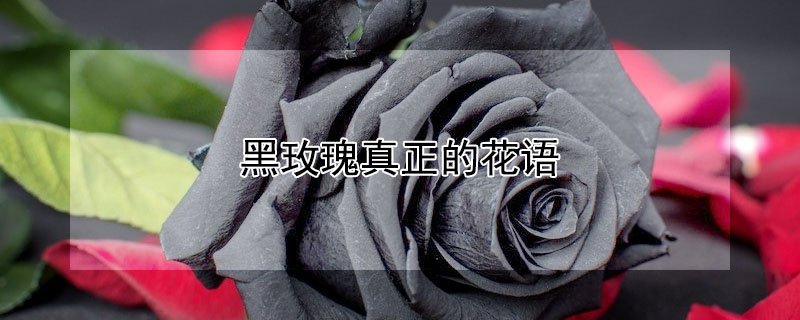 õĻʲôõʲôԢ⣿