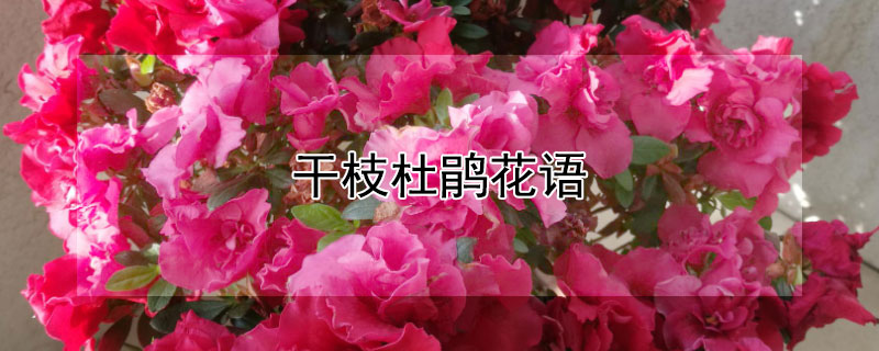 ֦ž黨ʲô֦žʲô壿