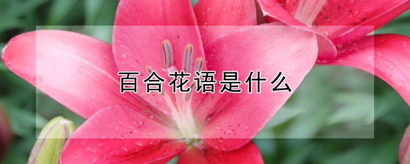 ٺϻʲô壿ٺʲôԢ⣿