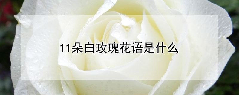 11õ廨ʲôʲô壿