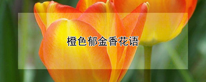 ɫ㻨ʲôɫʲô壿