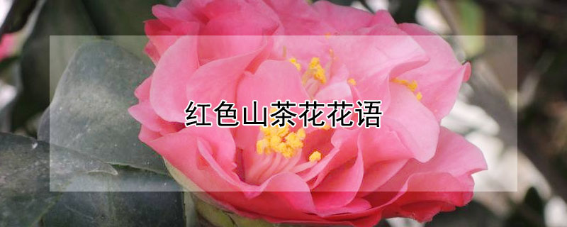 ɫɽ軨Ļɫɽ軨ЩԢ⣩