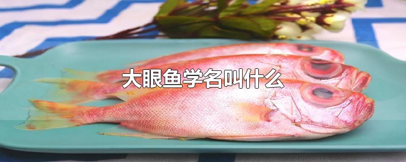 ѧʲô
