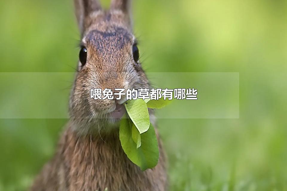 ιӵĲݶЩ һʲô